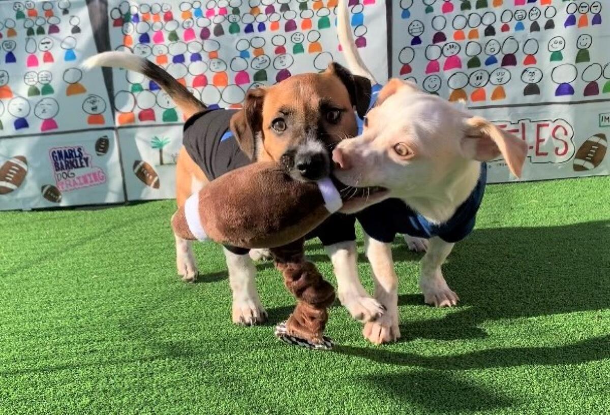 Puppies play with a toy football while warming up for Puppy Bowl XIX last January.