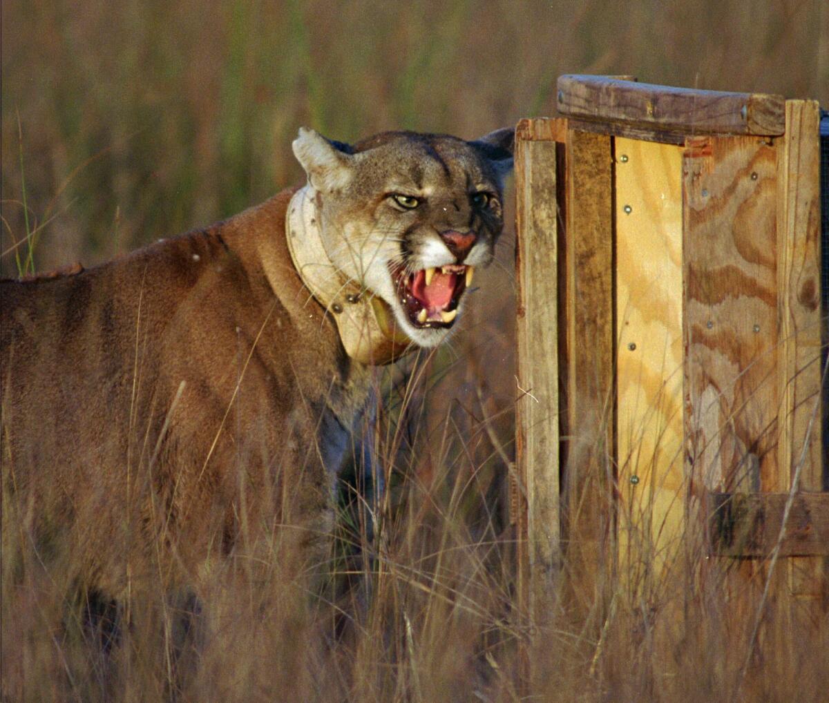 A Florida panther snarls as he leaves his shipping container to enter his new home at Big Cypress National Preserve, Fla., in January 1997. A University of Florida study has found that as the panther population has rebounded, ranchers are losing more cattle to attacks.