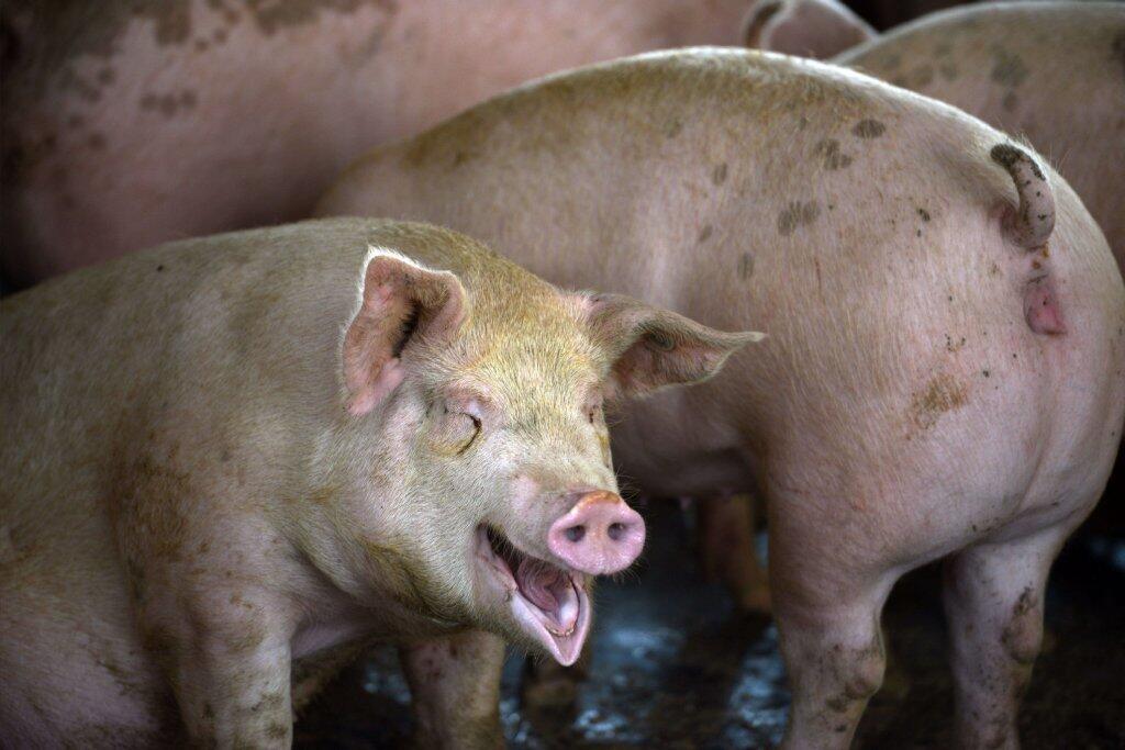Laughing pig?