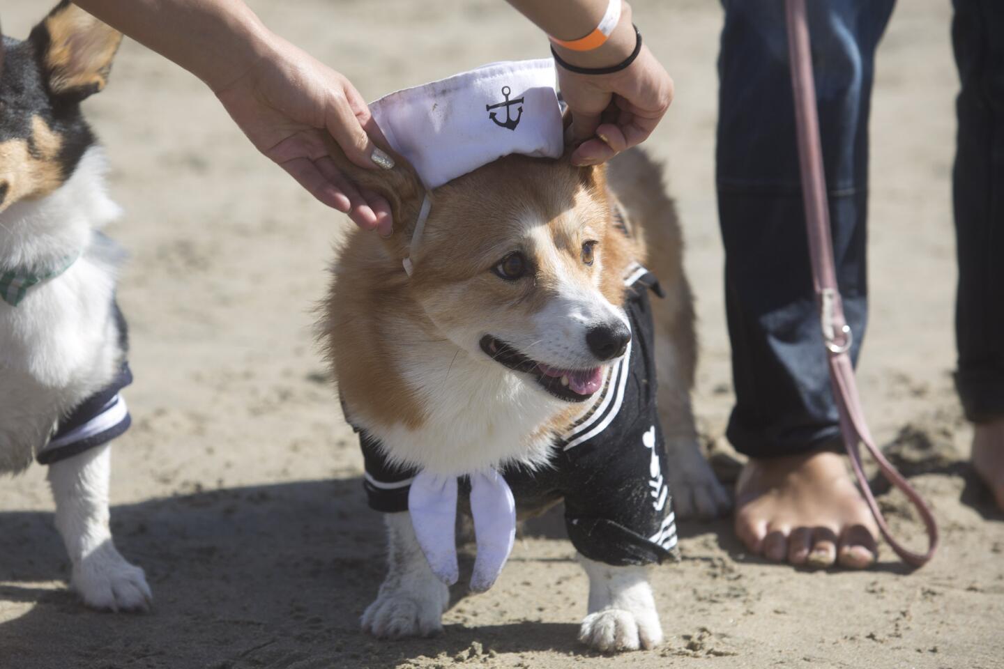 Kirsti Baun places a sailor cap on Grizzly during Corgi Beach Day at Huntington Dog Beach Saturday morning.