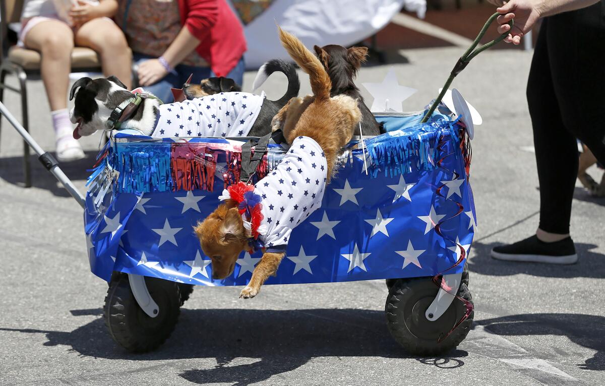 A wagon carrying three adoption dogs, including "Ford" who jumps from the wagon, parade along on Saturday.