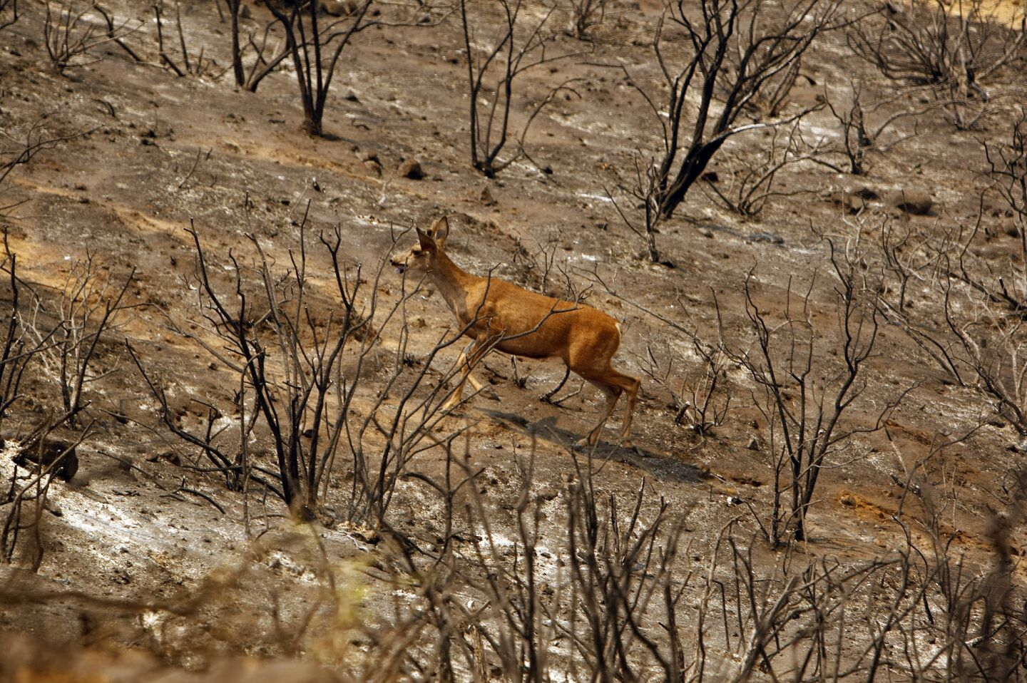 A deer runs across burnt landscape from the Springs fire in the mountains above Malibu.