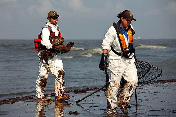 Animal rescue workers