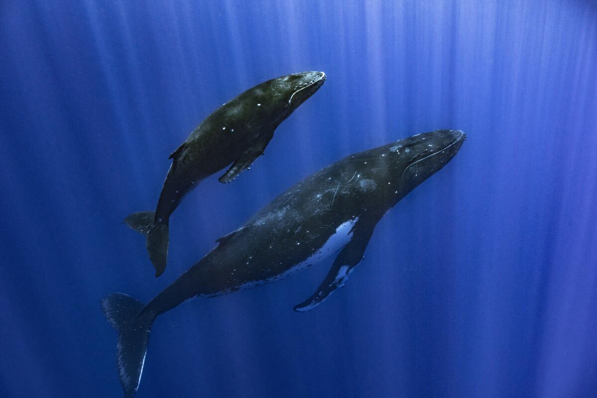A humpback whale and her calf in water streaked with sunlight.