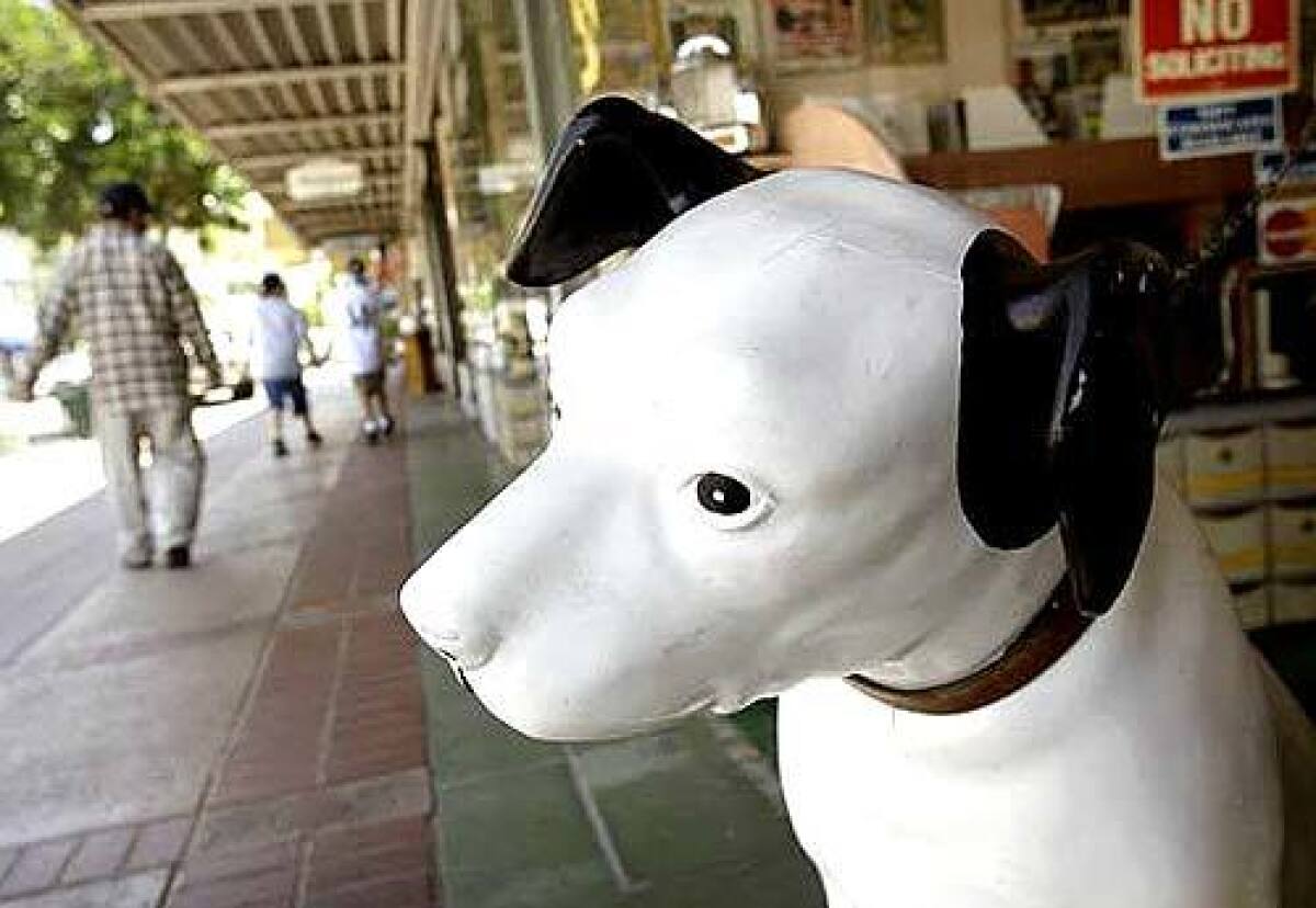 Nipper the RCA dog keeps watch at Mr. Cs, which has been at the same location for 29 years in the historic downtown of Orange.