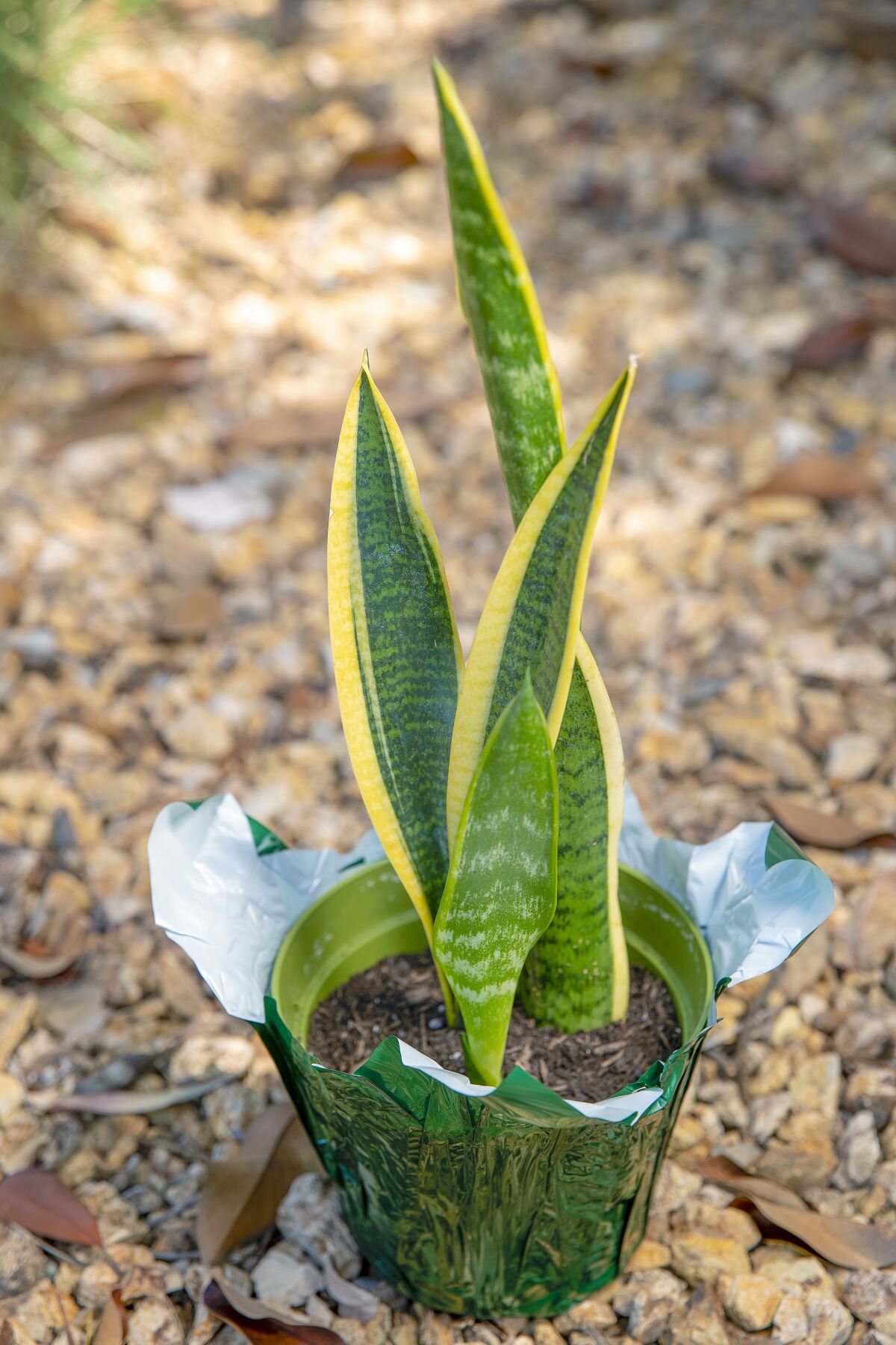 A snake plant in a green pot