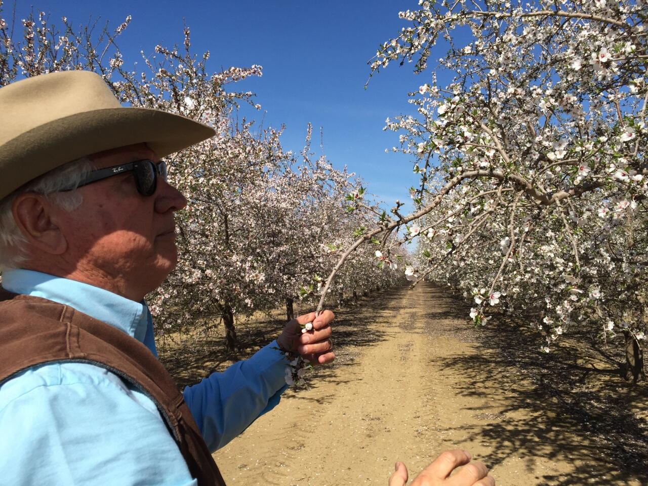 Almond grower Joe Del Bosque holds the limb of a blossoming almond tree in one of his orchards. Once the blossoms fall off, carpeting the ground like snow, green leaves appear on the trees.