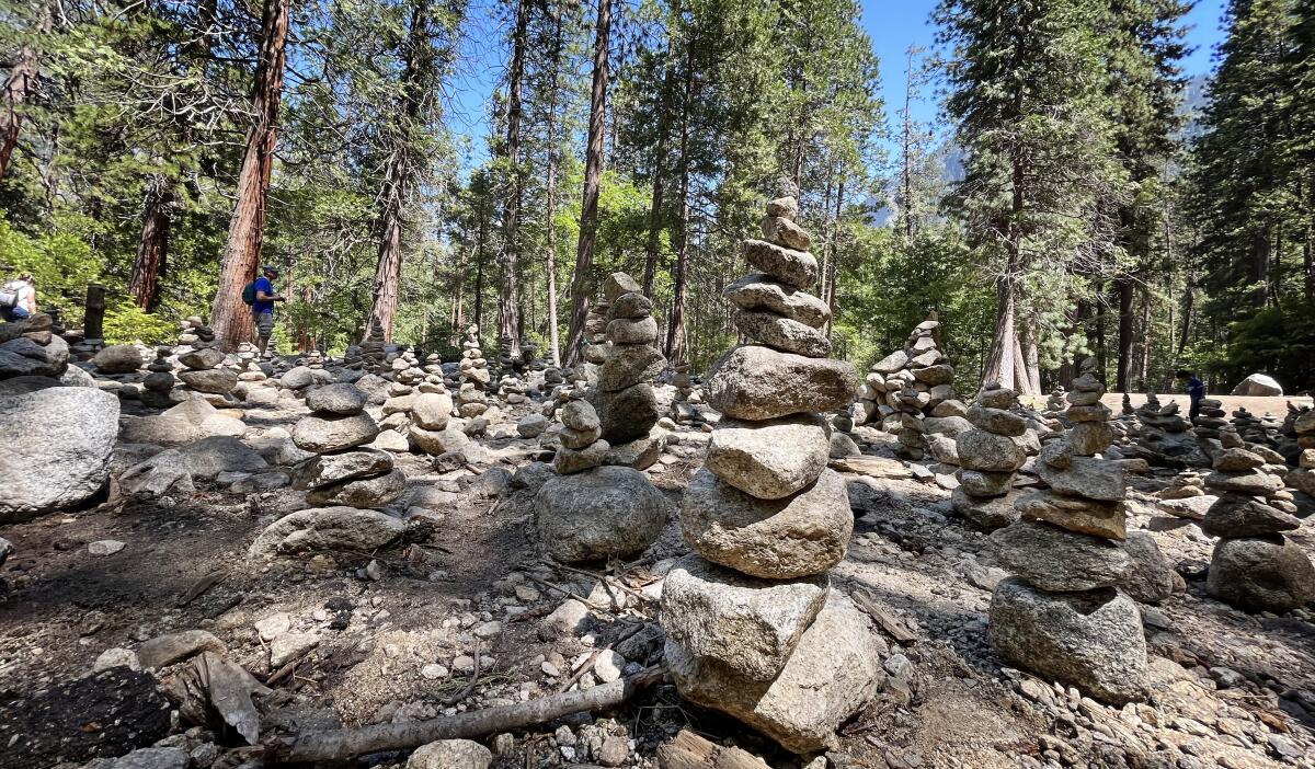 A large field of stacked rocks in a forest along the lower Yosemite Falls trail in Yosemite Valley. 