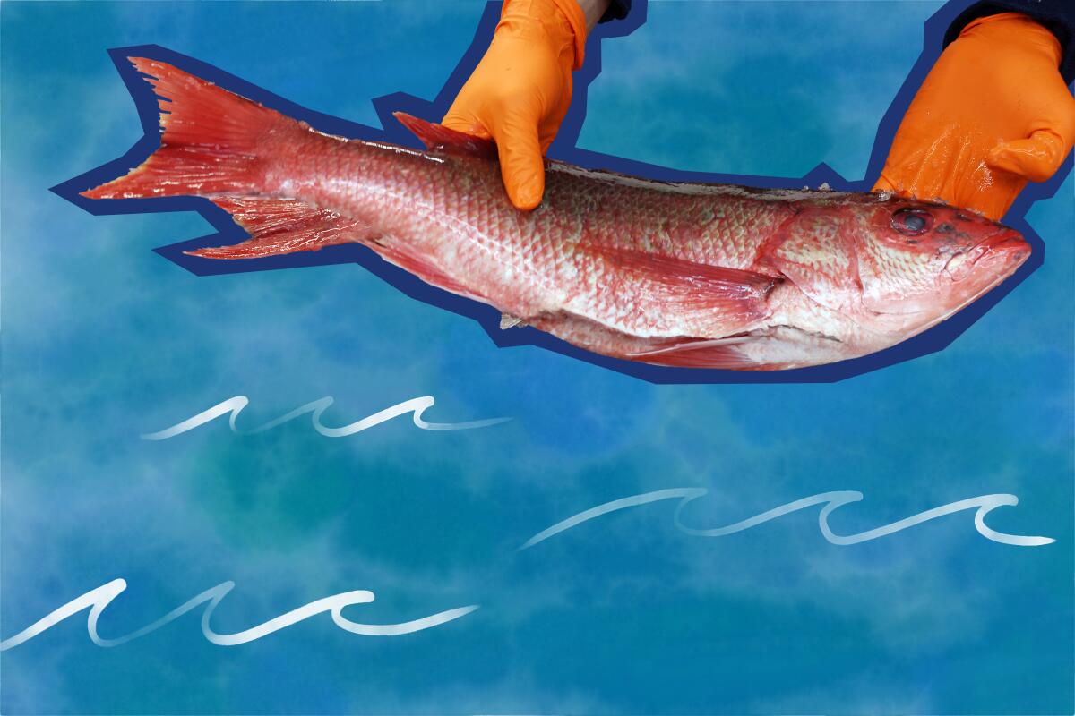 Gloved hands holding a fish on top of an illustrated ocean background.