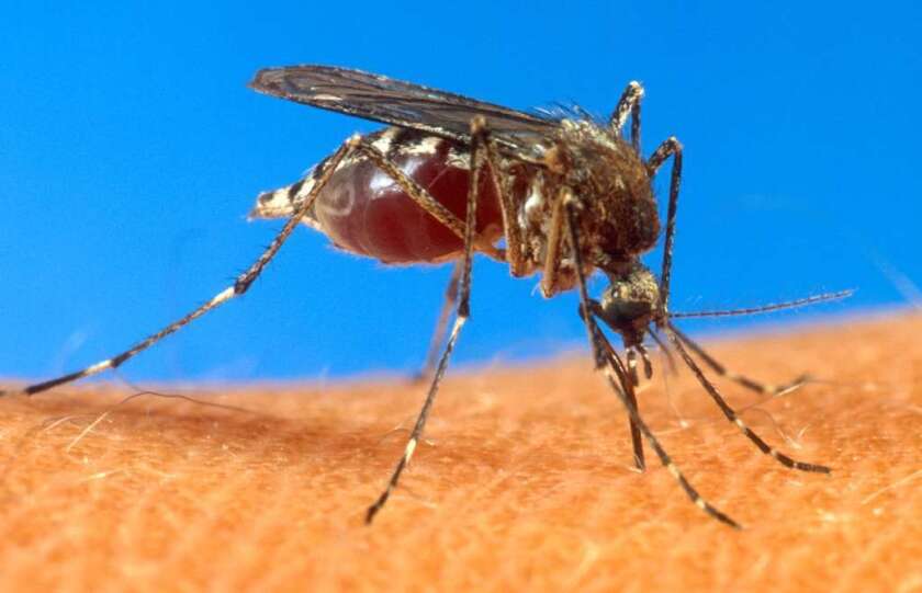 ウエストナイルウイルスは通常、蚊によって人間に伝染します。
