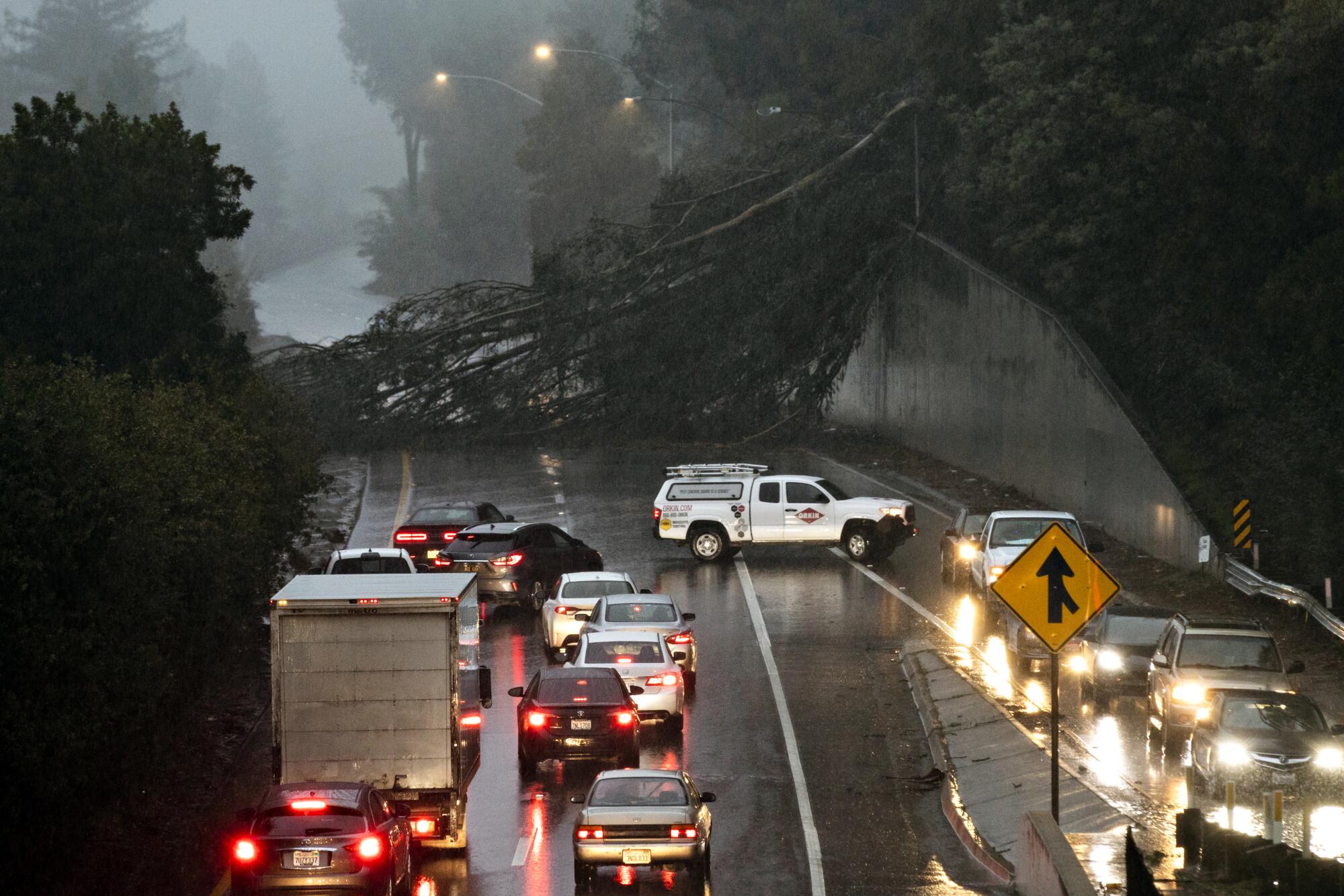 A fallen eucalyptus tree blocks a wet highway, forcing vehicles to turn around and use an onramp as an exit