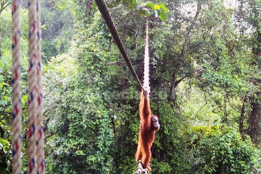 Foto no fechada, entregada por la Sociedad de Orangutanes de Indonesia/TaHuKah, que muestra a un orangután cruzando un puente sobre una vía en Pakpak Bharat, Sumatra Norte, Indonesia. (Sociedad de Orangutanes de Indonesia/TaHuKah via AP)