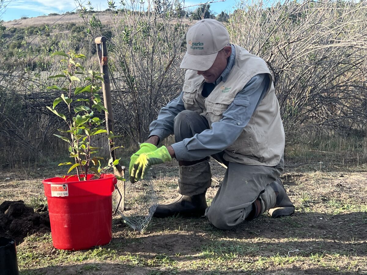 An OC Parks volunteer plants a tree at Peters Canyon Regional Park. 