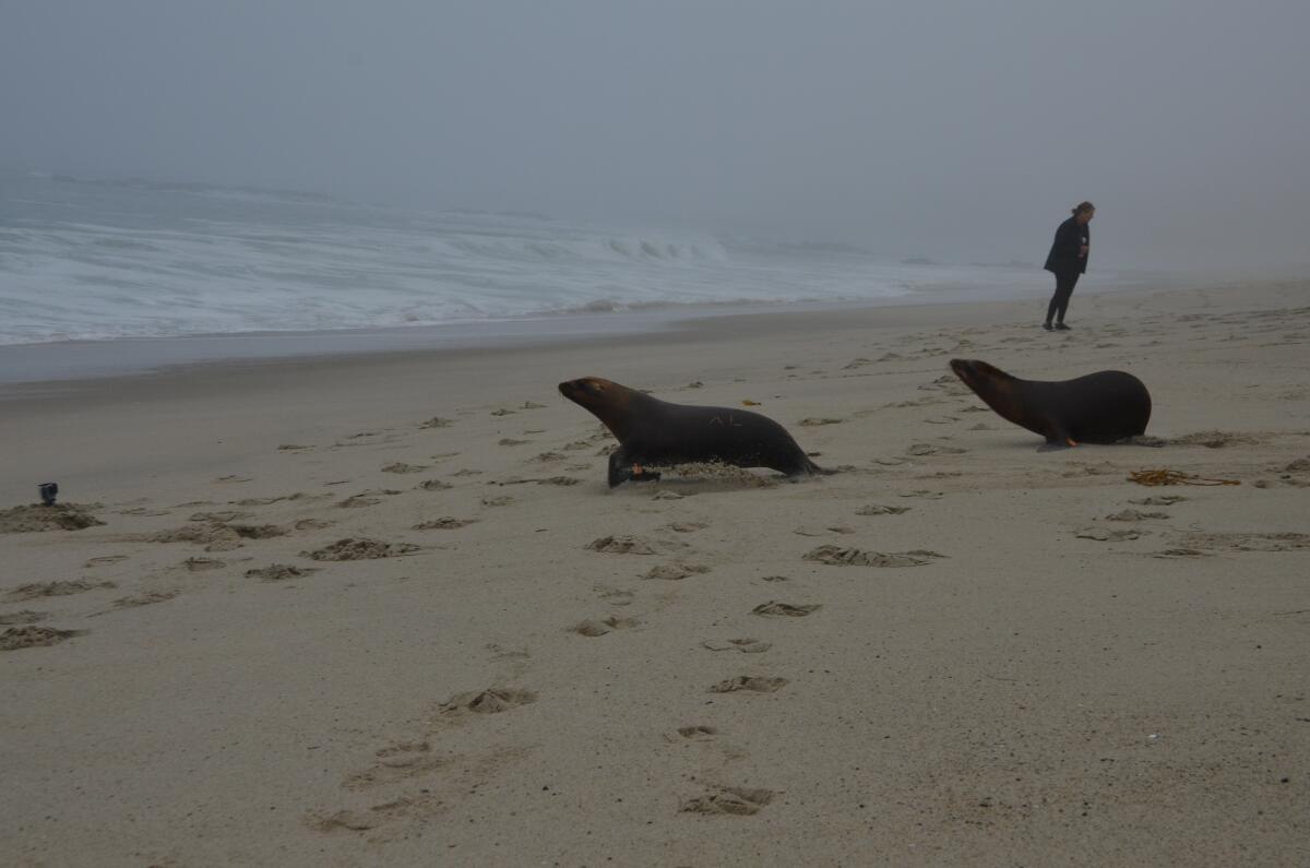 Sea lions make their way out back to the ocean from Aliso Beach early Sunday morning.