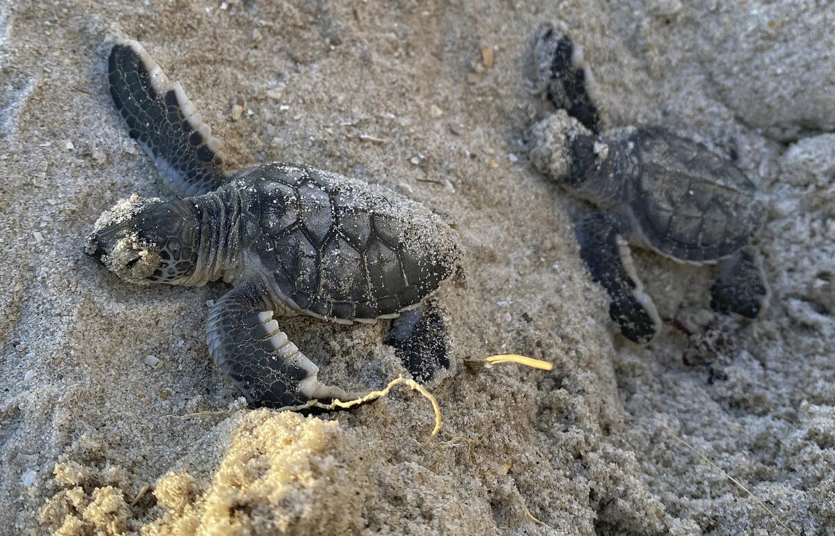 Two green sea turtle hatchlings on a beach 