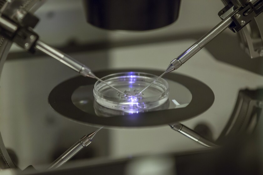 In vitro fertilization procedure