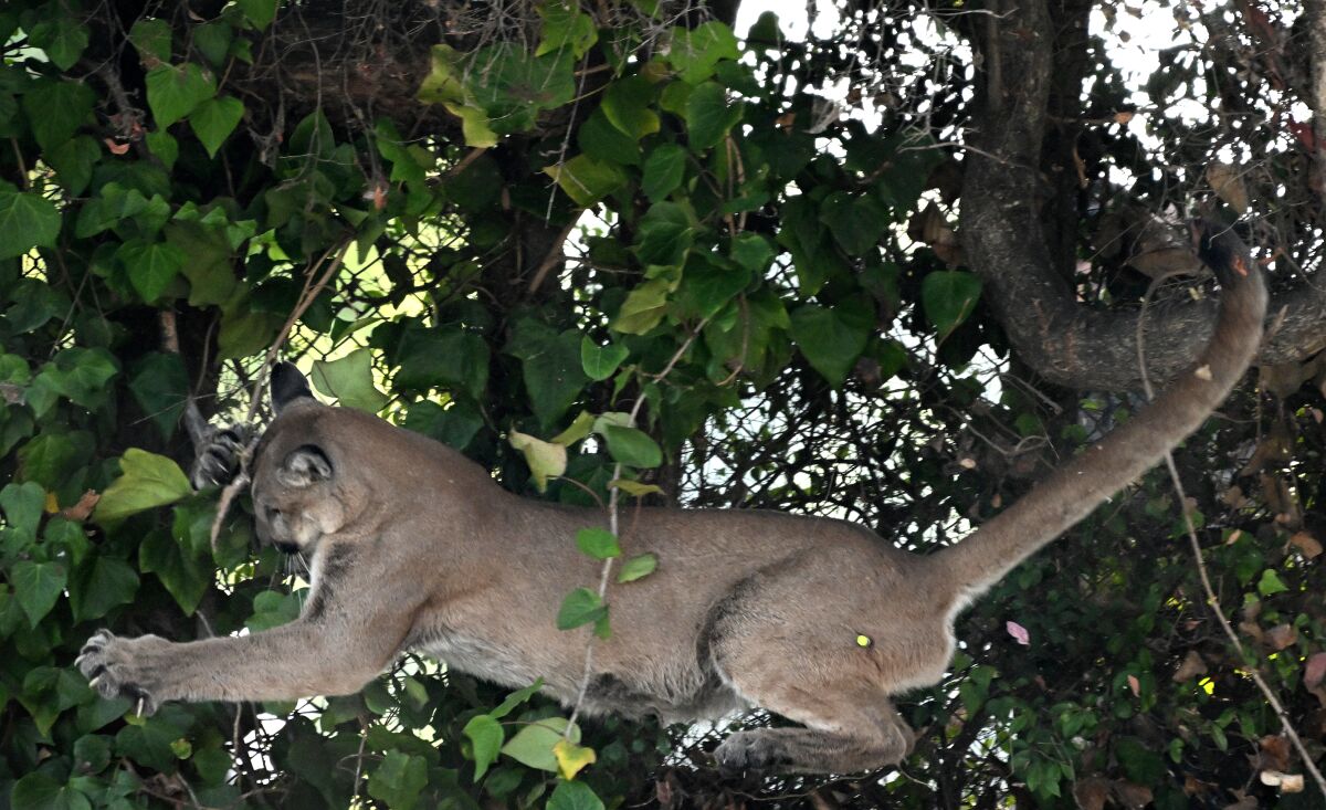 A mountain lion in a tree
