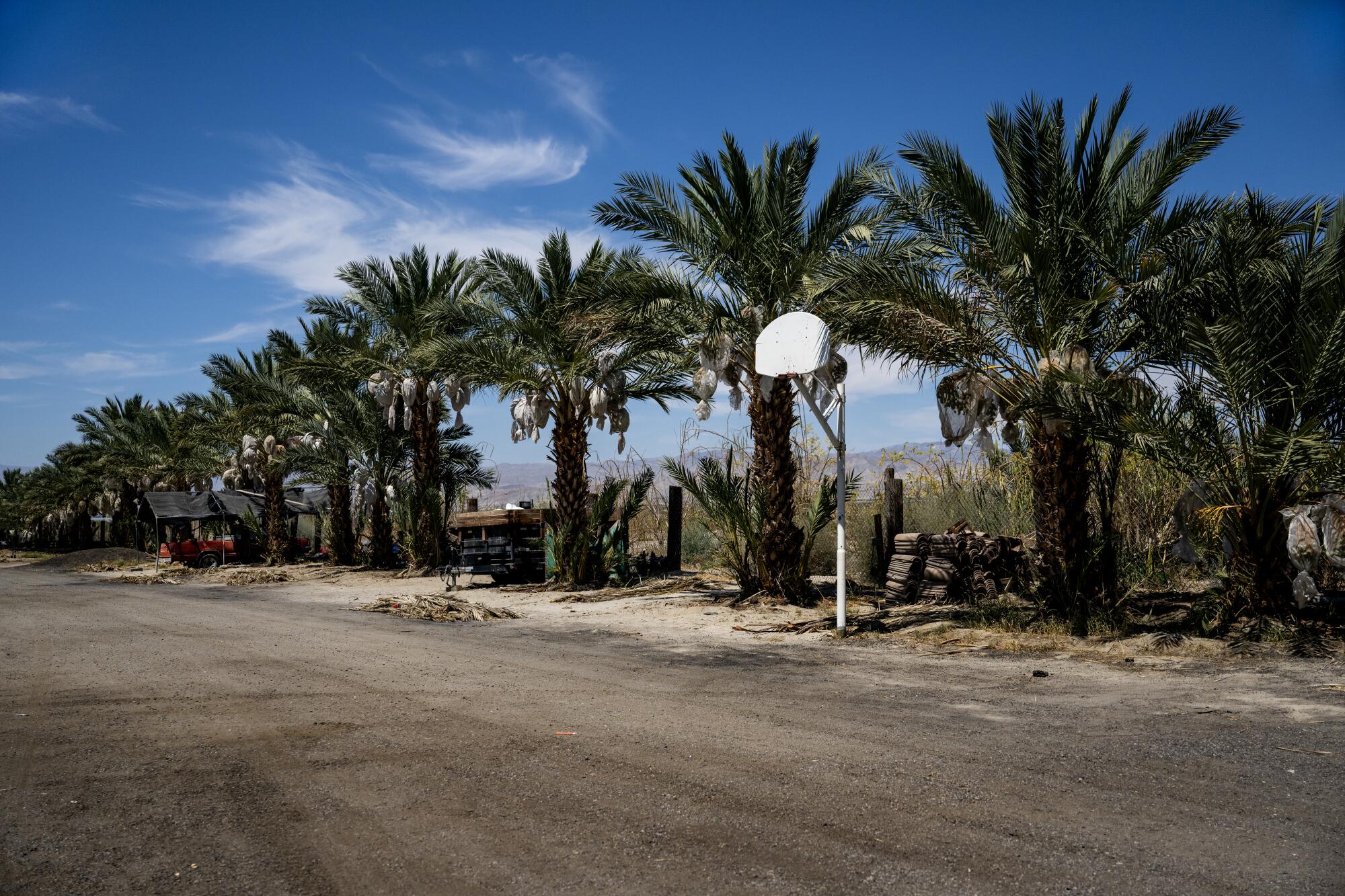 Date palm trees and a broken basketball hoop line the dirt road in front of a trailer park
