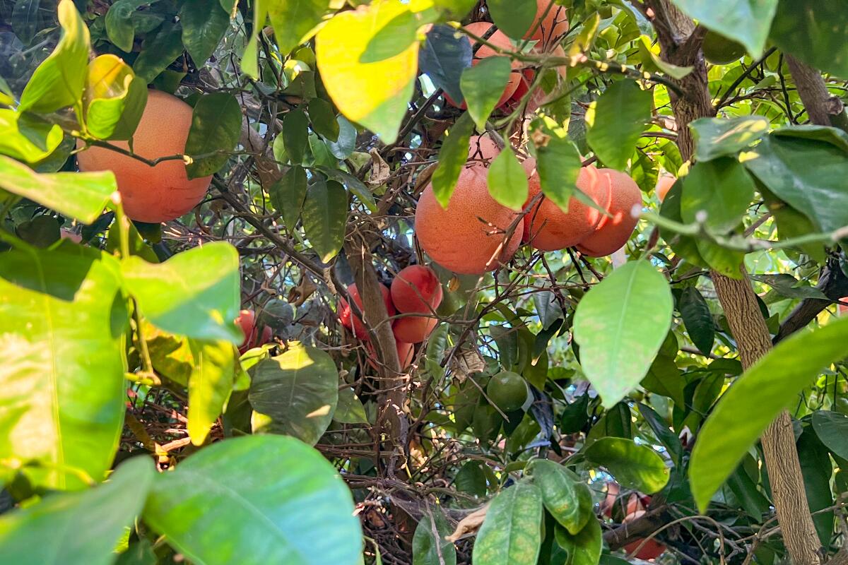 Ripe pink grapefruits growing just out of reach in a large tree