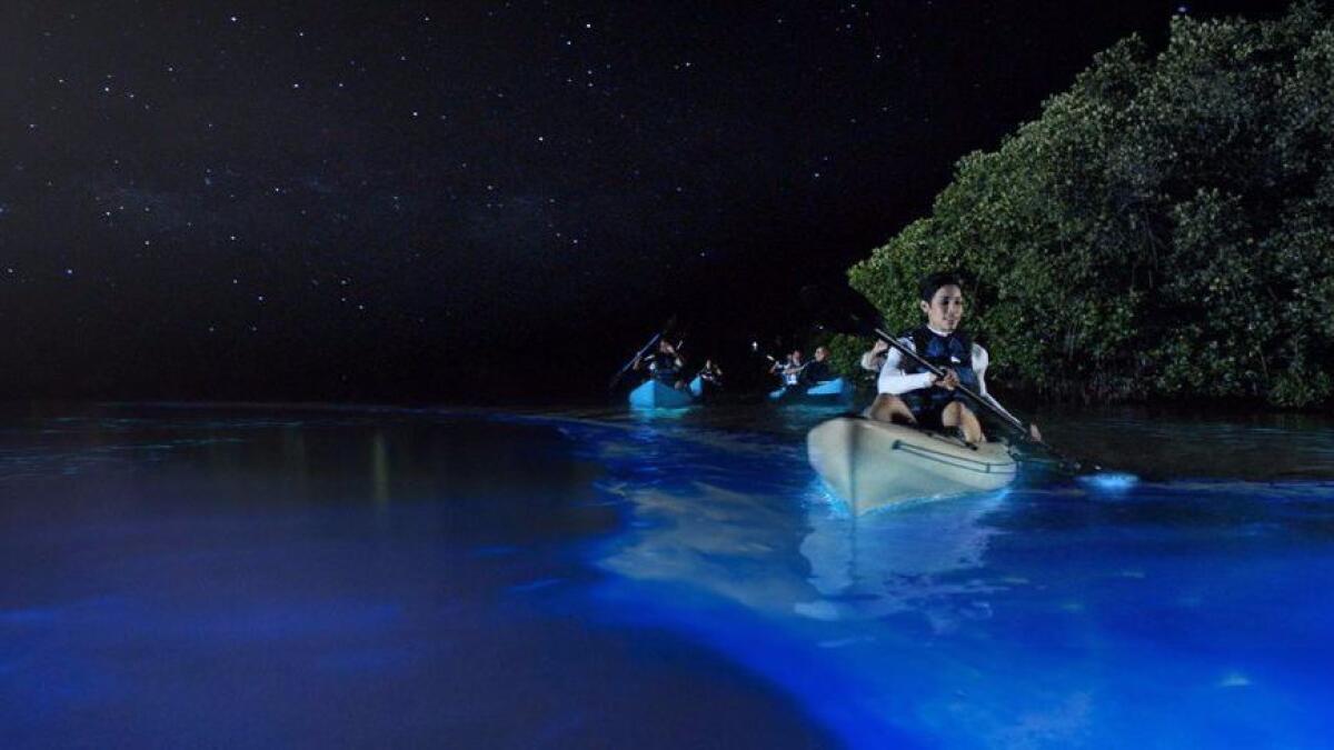 Bioluminescence at Mosquito Bay on the Caribbean island of Vieques, just off the coast of Puerto Rico. (Puerto Rico Tourism Company / Puerto Rico Tourism Companybiolu)