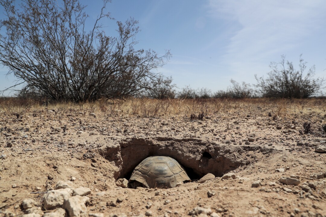 A desert tortoise burrows underground in the Mojave Desert near Kramer Junction.