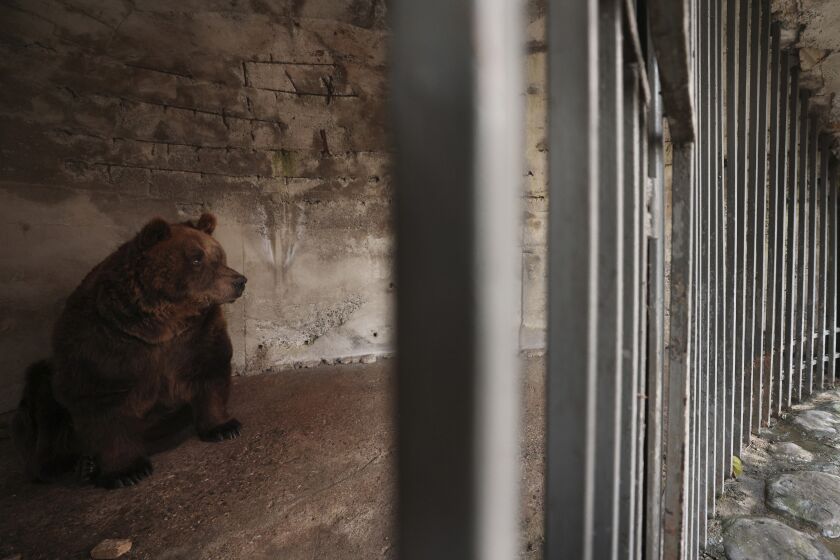 Mark, the last brown bear in captivity in Albania, looks out of his cage, before it will be transferred, in Tirana, Albania, on Wednesday, Dec. 7, 2022. Mark, a 24-year-old bear was kept in a cage for 20 years at a restaurant in the capital Tirana. Albania's last brown bear in captivity has been rescued by an international animal welfare organisation and taken to a sanctuary in Austria. (AP Photo/Franc Zhurda)