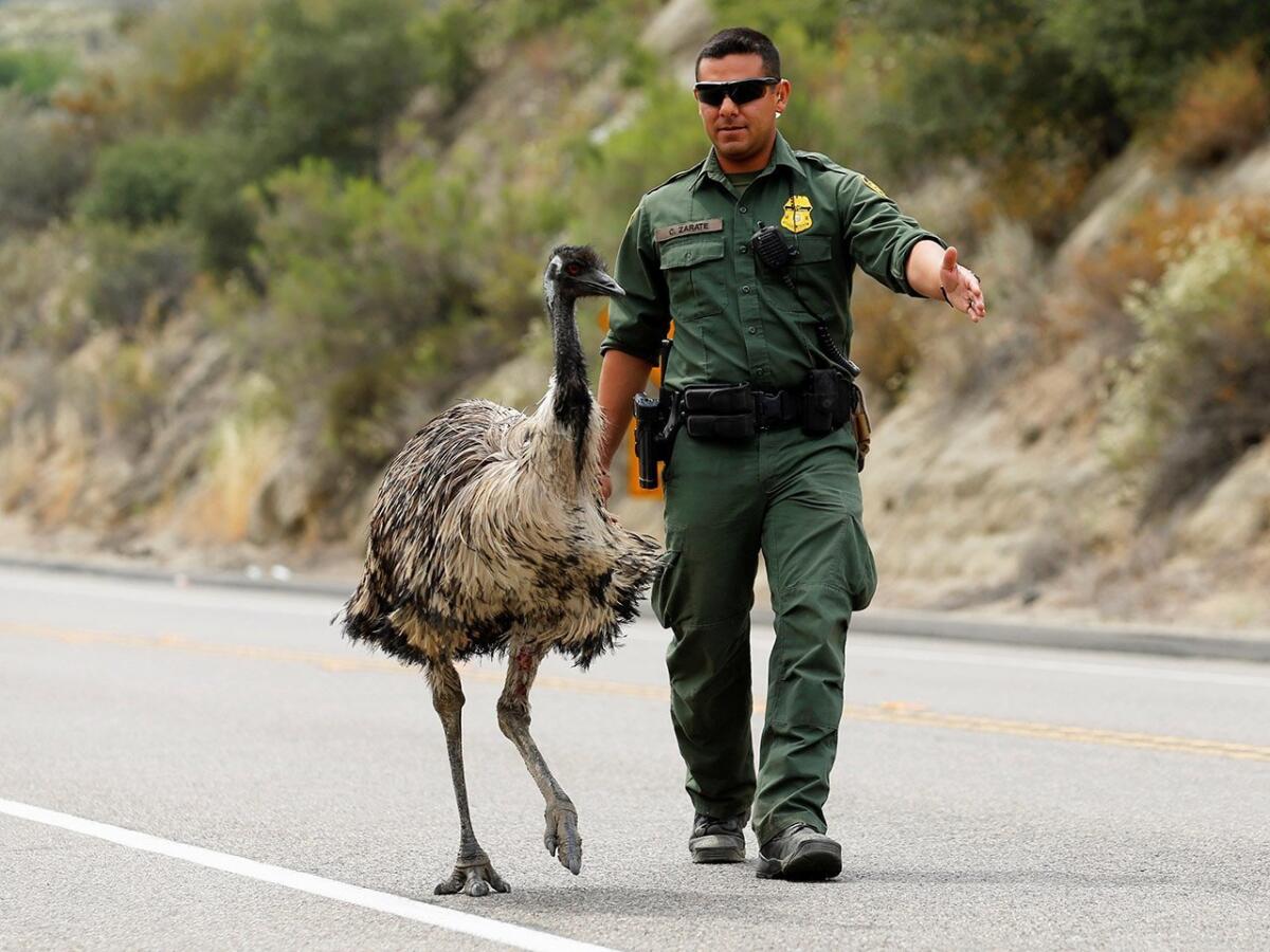 U.S. Customs and Border Protection officer Constantino Zarate tries to herd an Emu off the highway as a wildfire continues to burn north of the U.S.- Mexico border near Potrero, California.