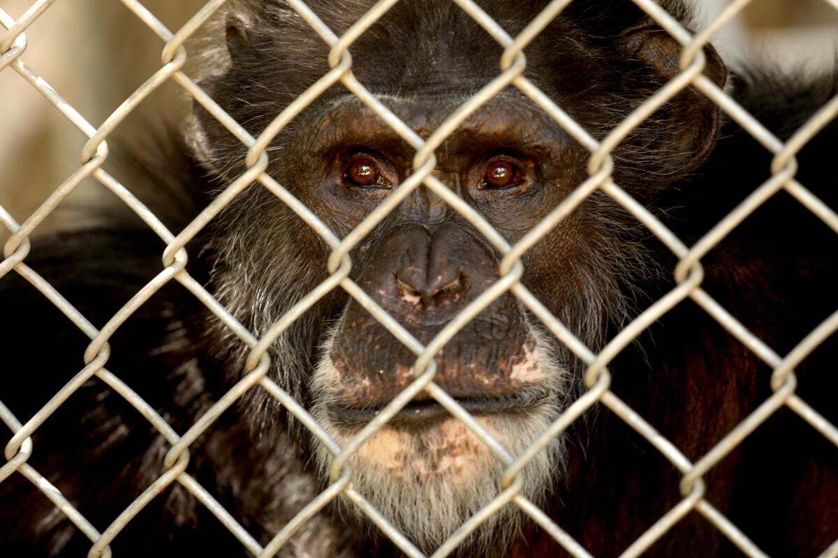 One of the 32 chimpanzees that still resides at the shuttered Wildlife Waystation 