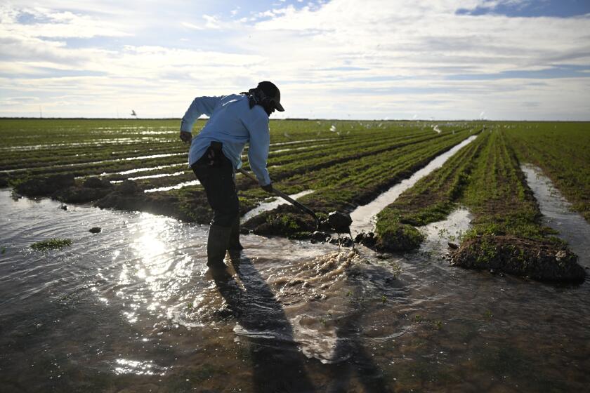 CALIPATRIA, CALIFORNIA - DECEMBER 29: Farmhand Adrian Gonzalez irrigates a field of newly planted alfalfa on December 29, 2022 in Calipatria, California. Gonzalez works for a farm in the Imperial Valley. The valley depends solely on the Colorado River for its surface water supply. The Imperial Valley has rights to more than 1 trillion gallons of Colorado River water each year. The valleys water rights to Colorado River are as much as Arizona and Nevada put together. Their rights are twice as much as the rest of the state of California. (Photo by RJ Sangosti/MediaNews Group/The Denver Post via Getty Images)