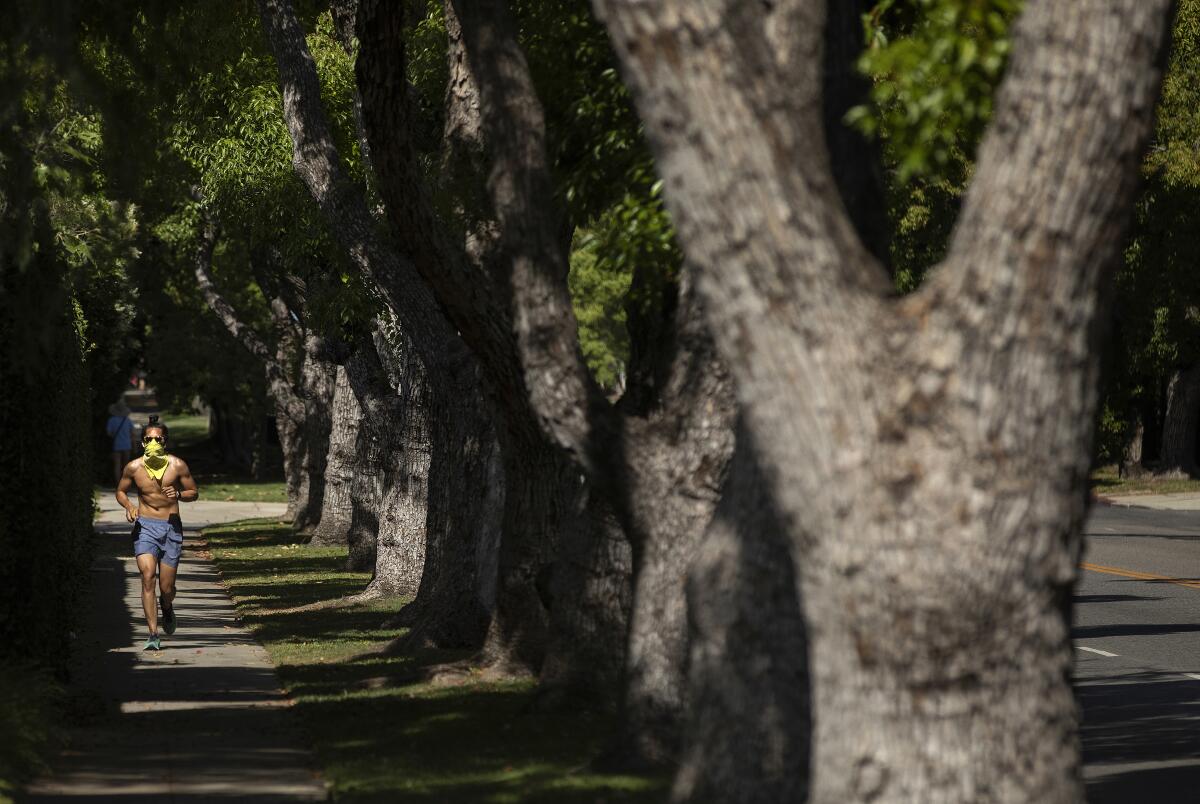 A man in shorts runs on a sidewalk shadowed by a row of large trees.