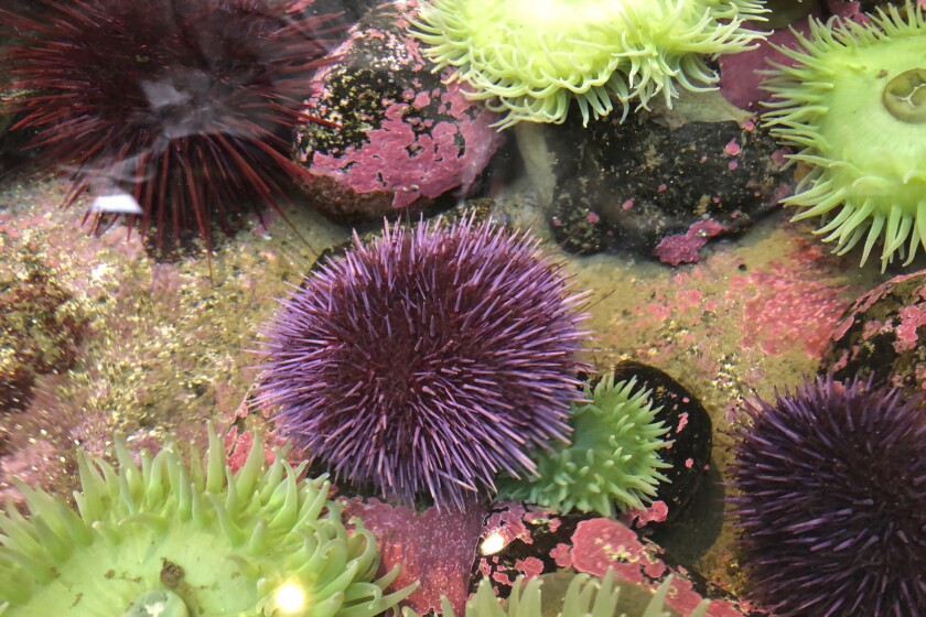 紫のウニの疫病がカリフォルニアの沖合の生態系を破壊 ロスからの声