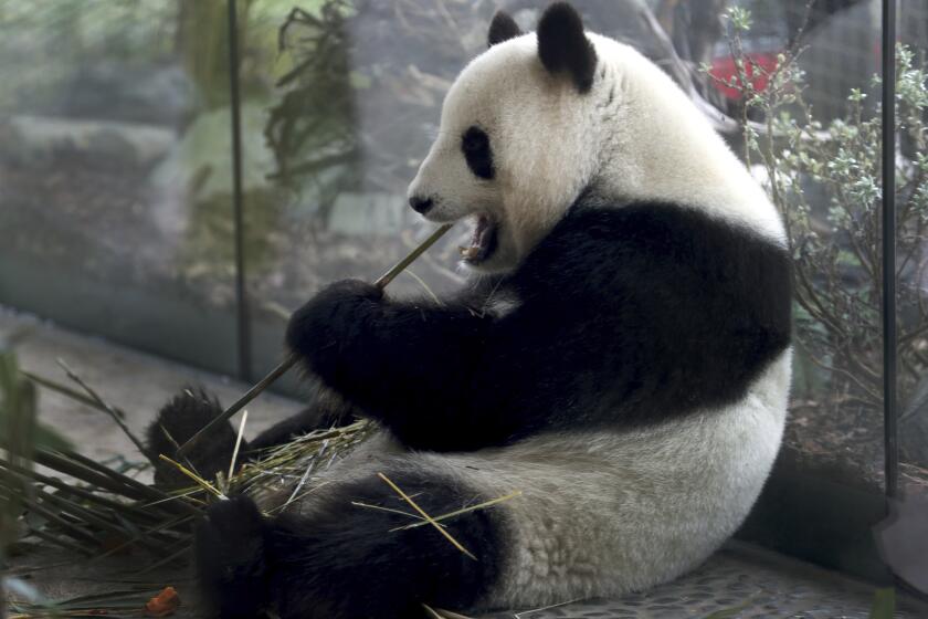 FILE -- In this Friday, April 5, 2019 file photo taken trough a window female panda Meng Meng eats bamboo at its enclosure at the zoo in Berlin, Germany. Berlin's zoo is hoping to hear the patter of tiny panda paws soon. The zoo posted on Facebook a few seconds of footage from an ultrasound scan Tuesday of its 6-year-old Meng Meng, which it said shows 'a mini-panda with its heart beating fast'.