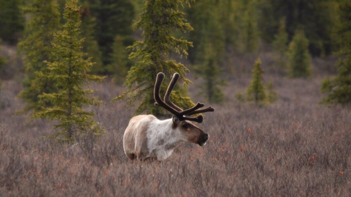 A lone caribou forages in Alaska's Denali National Park.