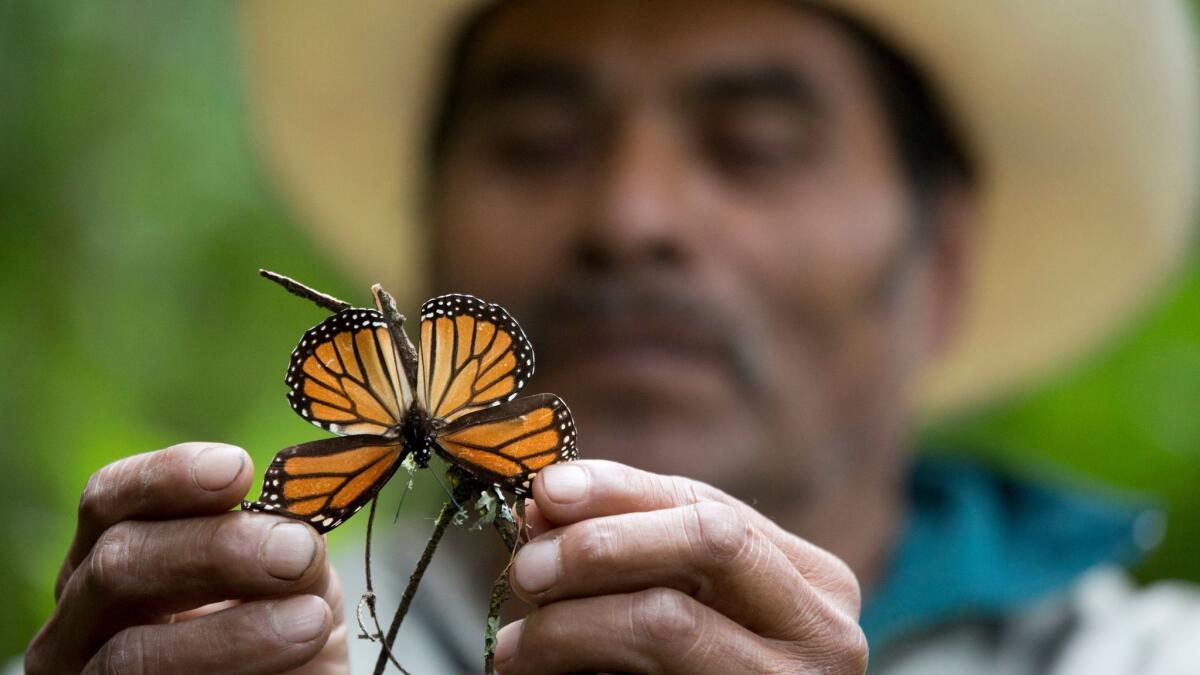 A guide holds up a damaged and dying butterfly at the monarch butterfly reserve in Piedra Herrada, Mexico on Nov. 12, 2015.