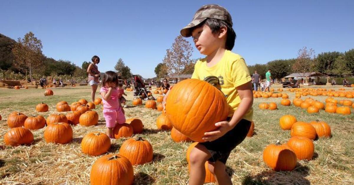 San Diego Padres - Getting ready to plan some Halloween fun? 🎃 Enjoy a  stroll through a pumpkin patch, your favorite candy and characters at the  Halloween Trail at Petco Park! Grab