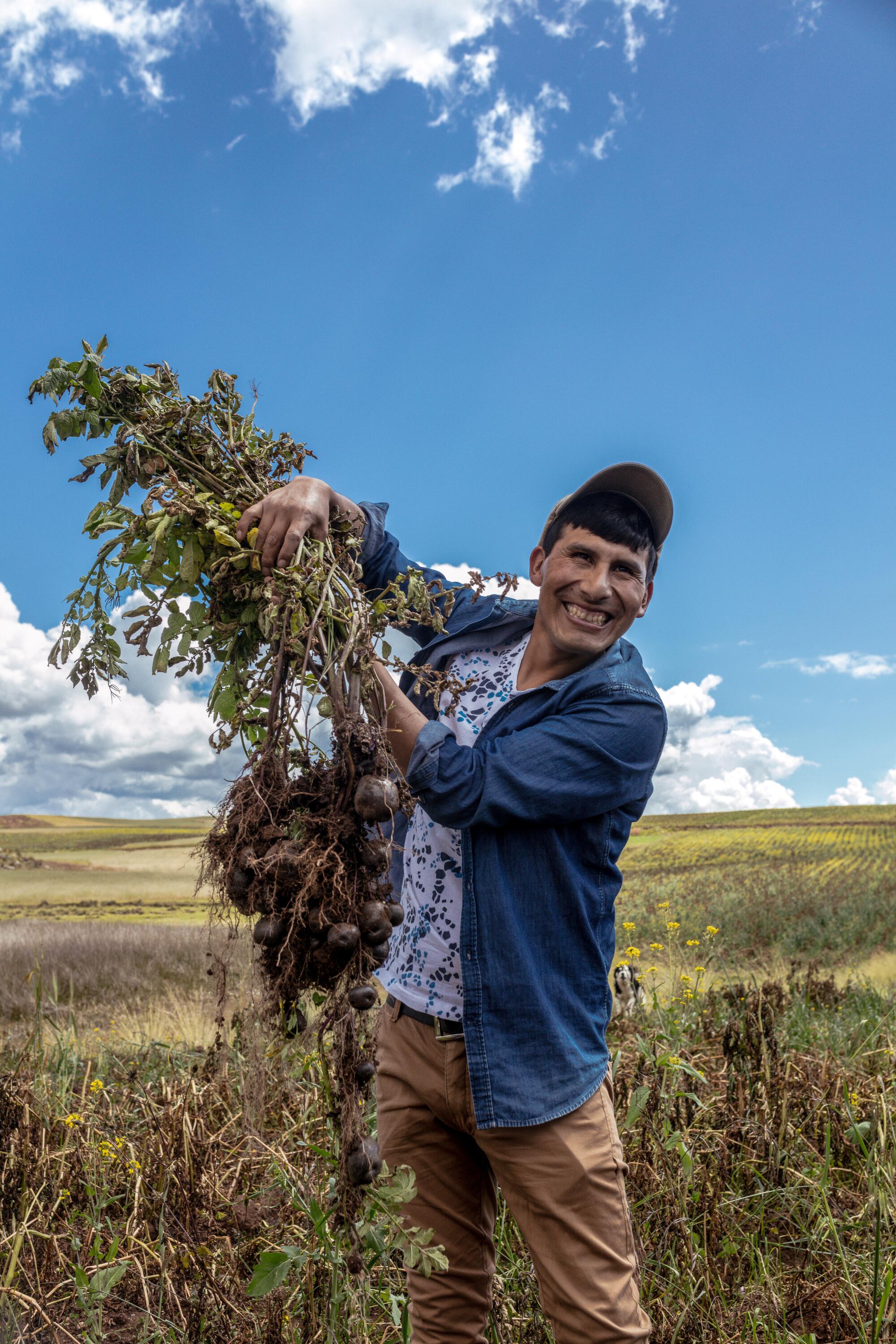Manuel Choqque pulls potatoes from his fields in Huatata, Cusco.