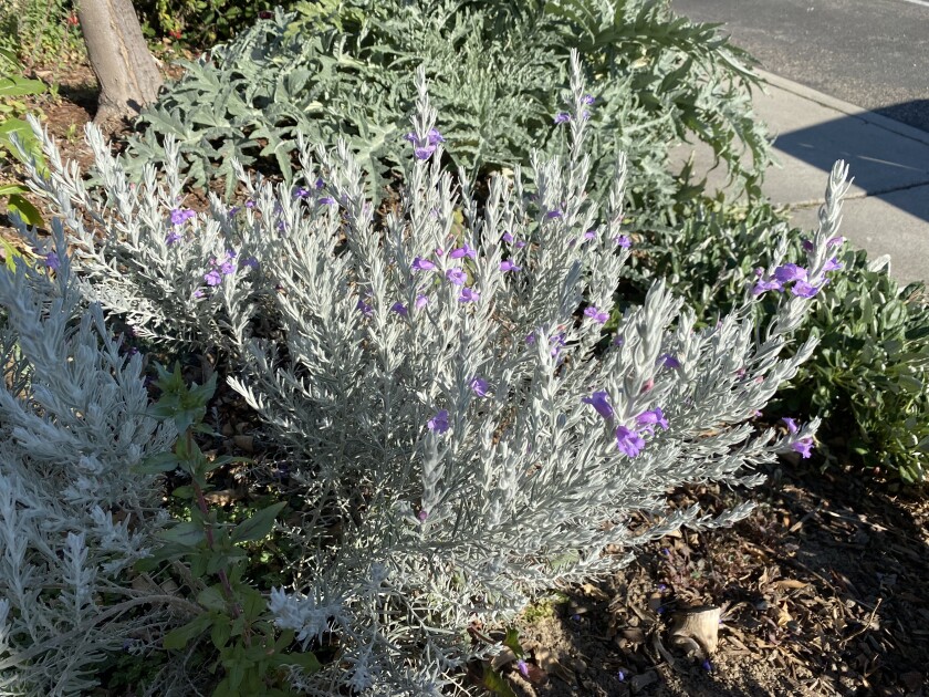 Purple flowers on an emu bush shrub.