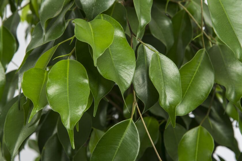 LOS ANGELES, CALIF. - AUGUST 05: A Ficus Benjamina, or a Weeping Fig, photographed at The Sill, on Monday, Aug. 5, 2019 in Los Angeles, Calif. (Kent Nishimura / Los Angeles Times)