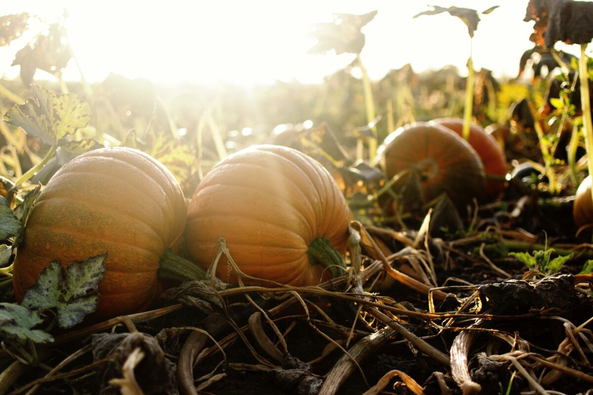 Large pumpkins in autumnal morning sunshine in a field.