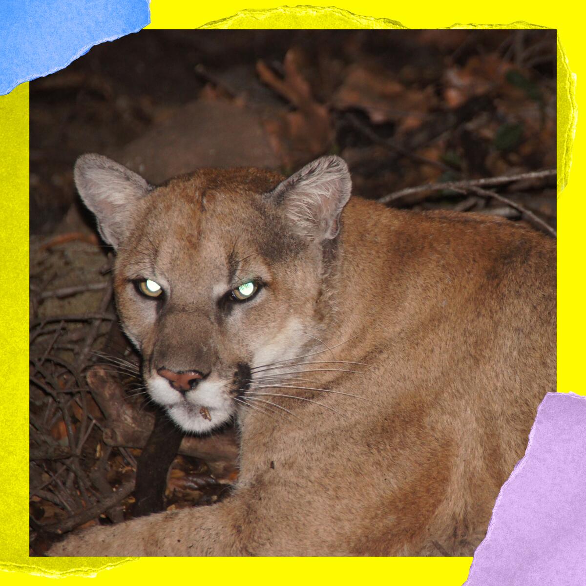 Close-up of a mountain lion; his eyes glow from the reflection of the camera flash.