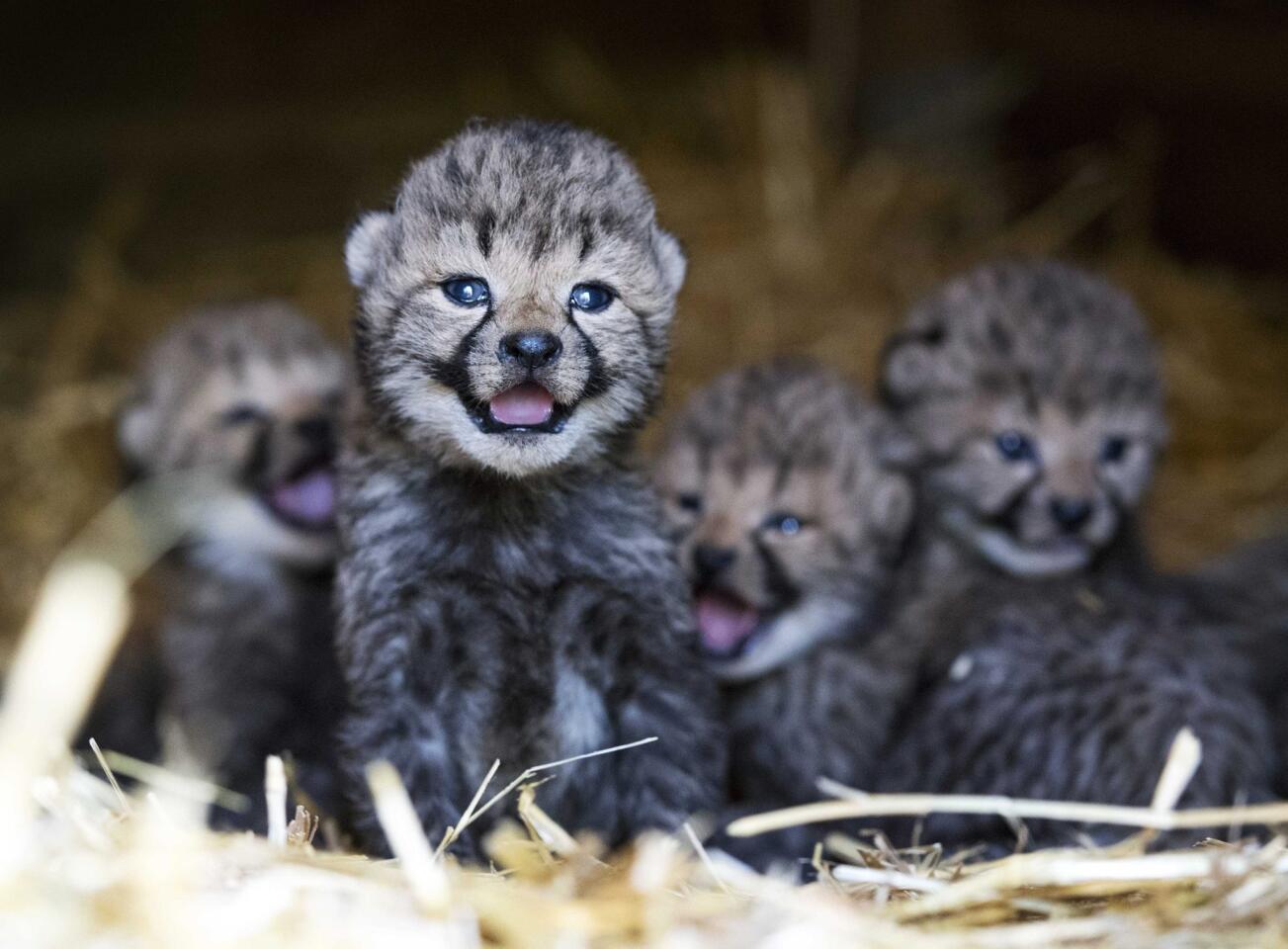 Six cheetah cubs stand in their enclosure at the Burgers Zoo in Arnhem, The Netherlands, on Sept. 30, 2016.