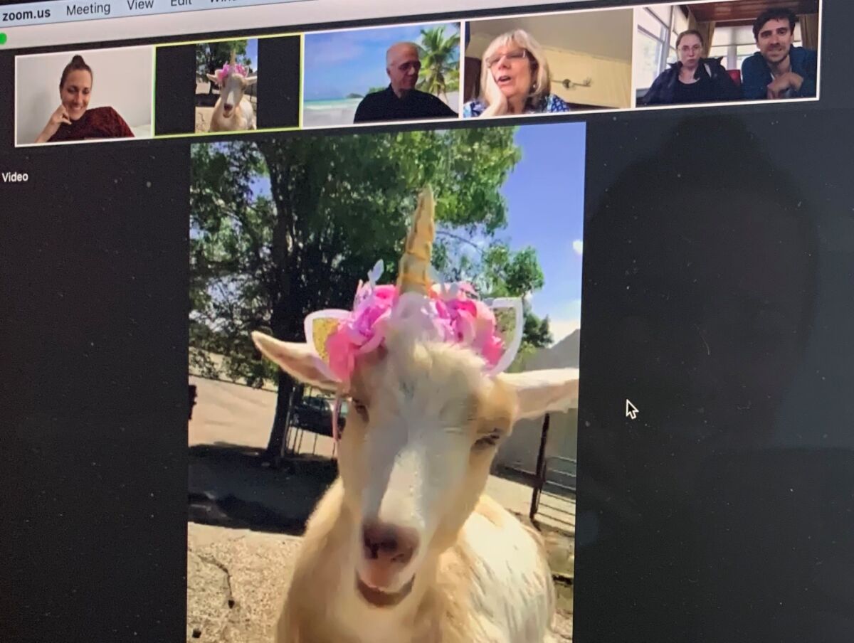 Penny the goat join a Zoom meeting at the King Wolf Animal Sanctuary