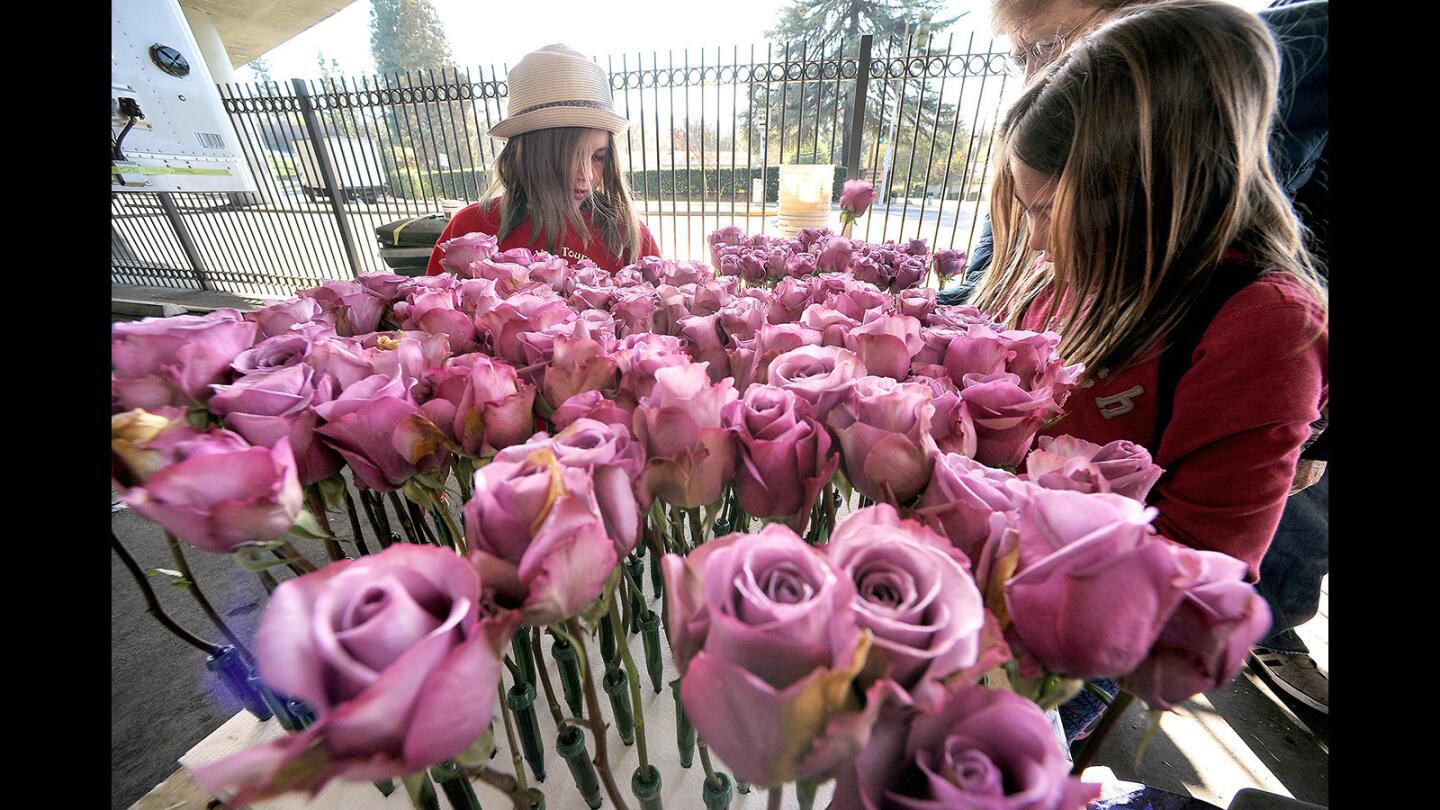 Peach Marino, 8, and Madeline Fraund 8, put flower supplies together for the La Cañada Flintridge Rose Parade float on Wednesday, Dec. 30, 2015.