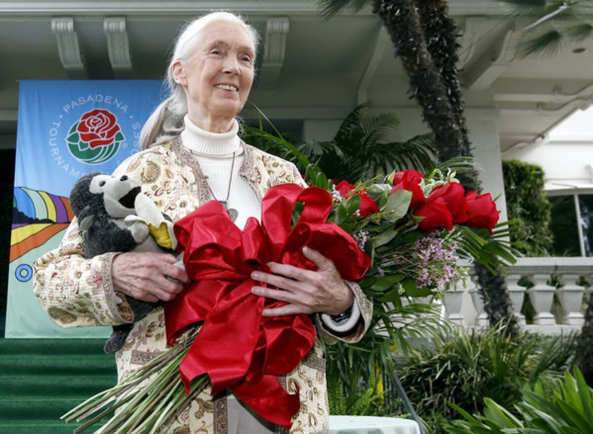 United Nations Messenger of Peace Dr. Jane Goodall will serve as the grand marshal of the 2013 Tournament of Roses festivities, announced at the Tournament House in Pasadena.