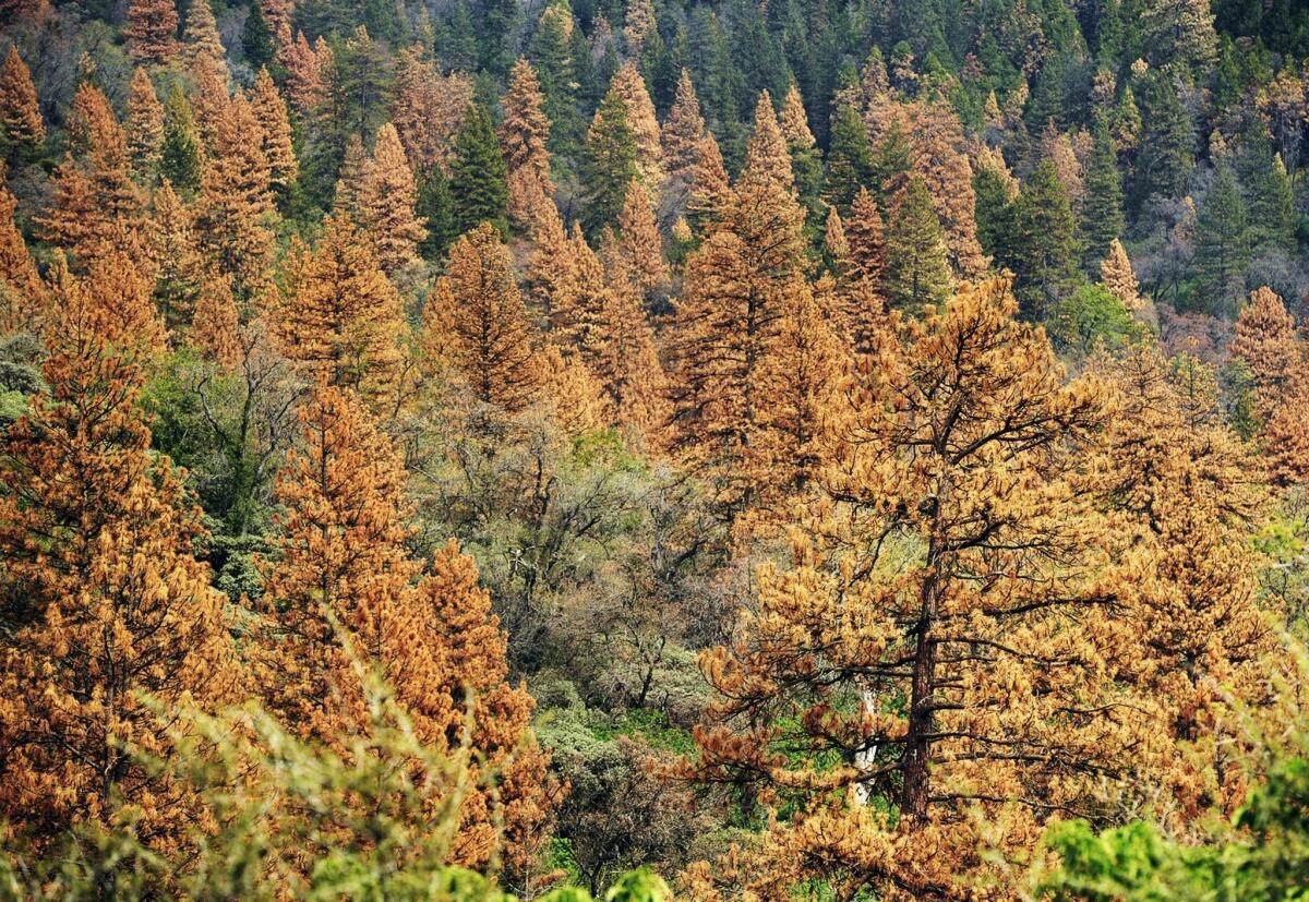Drought conditions and drought-exacerbated beetle infestations took a toll on trees in California's Sierra and Sequoia National Forests.