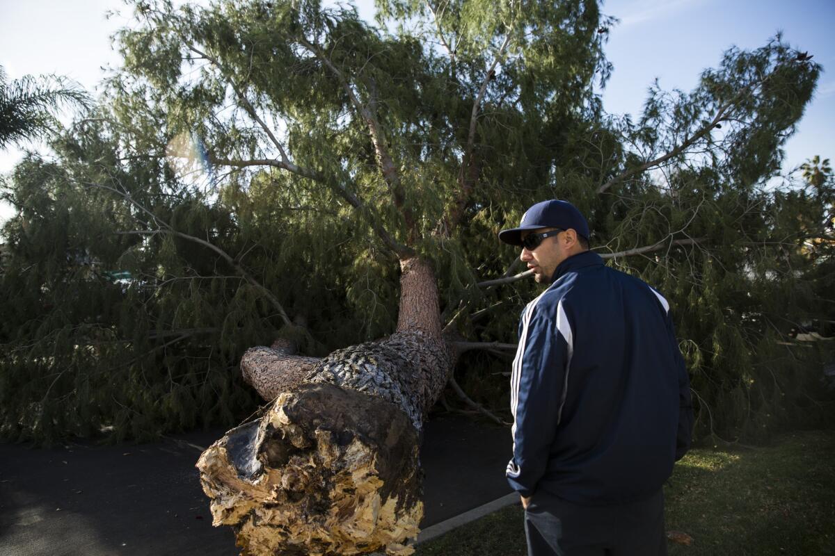 Adam Gutierrez, with the L.A. Department of Urban Forestry, assesses a downed pine tree that fell around midnight in a Reseda neighborhood because of high winds.