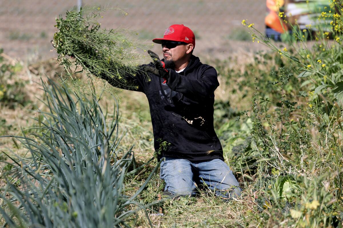 Carlos Luna helps Sherril Wells clear weeds and farm vegetables planted by her late husband, Rodney Wells.