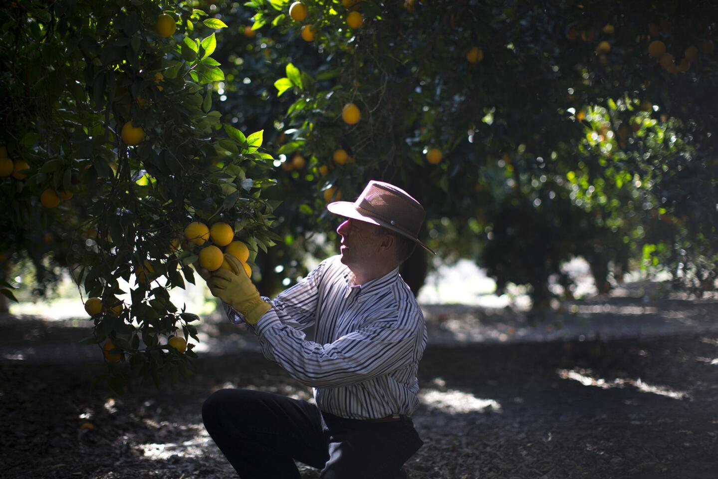Don Neff checks on oranges at his grove nestled between the 91 Freeway and a housing development in Yorba Linda.