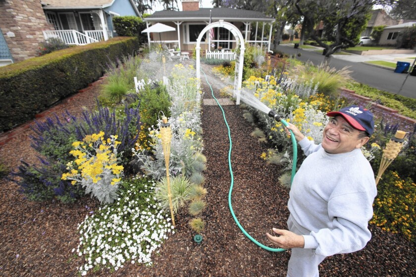 Raymond Aleman of Studio City waters his drought-resistant garden. Homeowners who replace their lawns with such landscaping have been eligible for rebates.