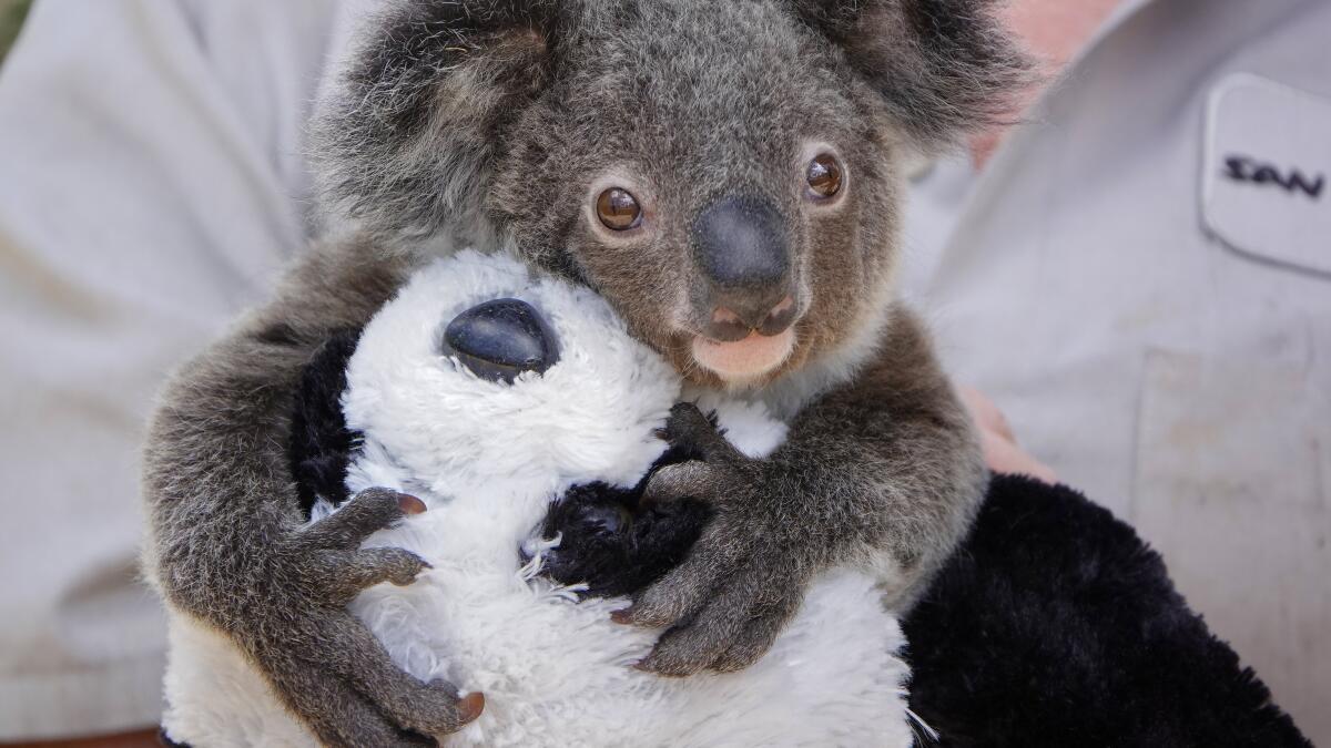 Illumina, San Diego Zoo sequence koala genomes for disease - The